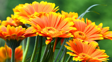 Gerbera_4.jpg